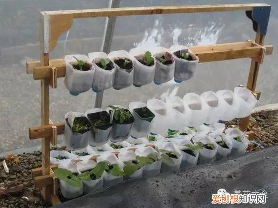 养花小技巧,轻松养,28个养花小绝技,学会你也是养花达人! 养啥都能活