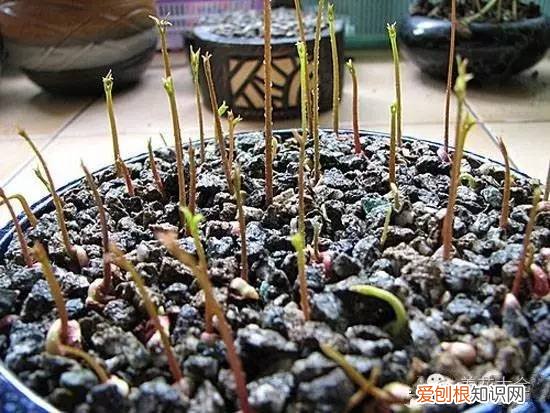 养花小技巧,轻松养,28个养花小绝技,学会你也是养花达人! 养啥都能活