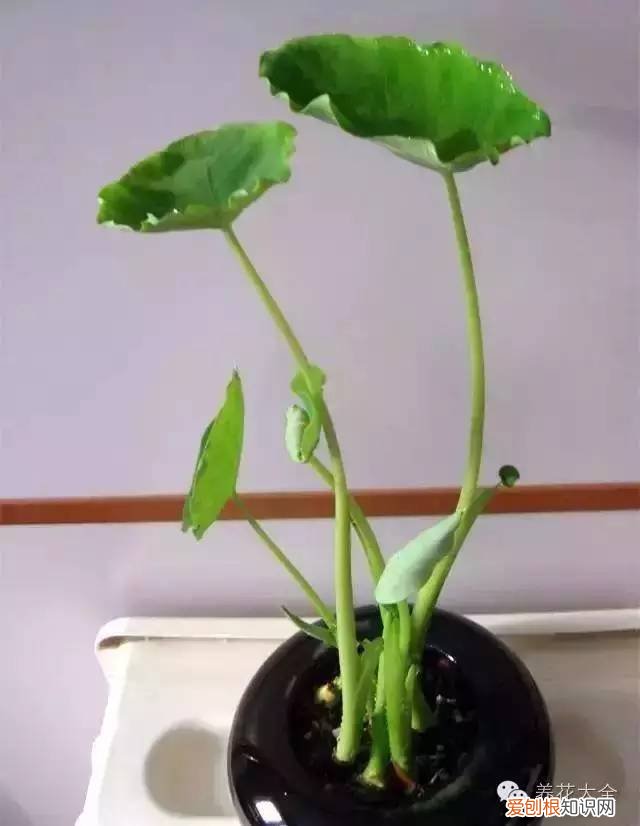 养花小技巧,轻松养,28个养花小绝技,学会你也是养花达人! 养啥都能活