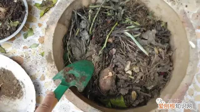 养花小技巧,轻松养,28个养花小绝技,学会你也是养花达人! 养啥都能活