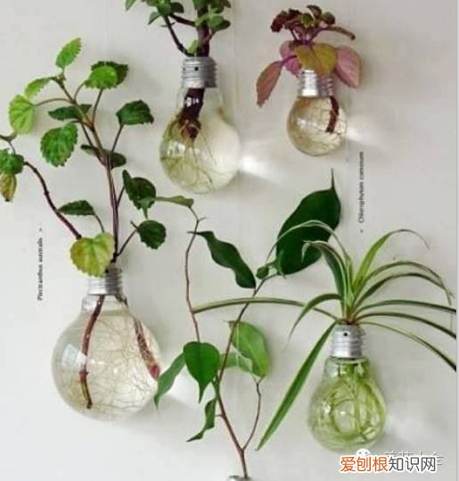 养花小技巧,轻松养,28个养花小绝技,学会你也是养花达人! 养啥都能活