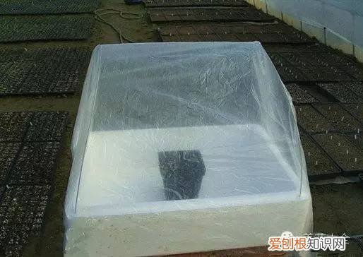 养花小技巧,轻松养,28个养花小绝技,学会你也是养花达人! 养啥都能活