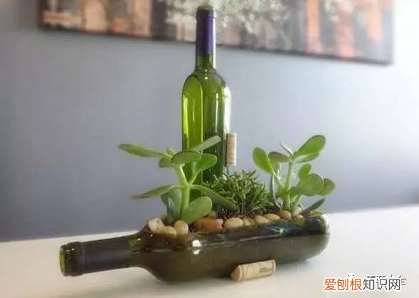 养花小技巧,轻松养,28个养花小绝技,学会你也是养花达人! 养啥都能活