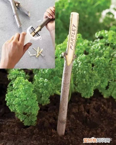 养花小技巧,轻松养,28个养花小绝技,学会你也是养花达人! 养啥都能活