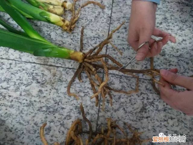 养花小技巧,轻松养,28个养花小绝技,学会你也是养花达人! 养啥都能活