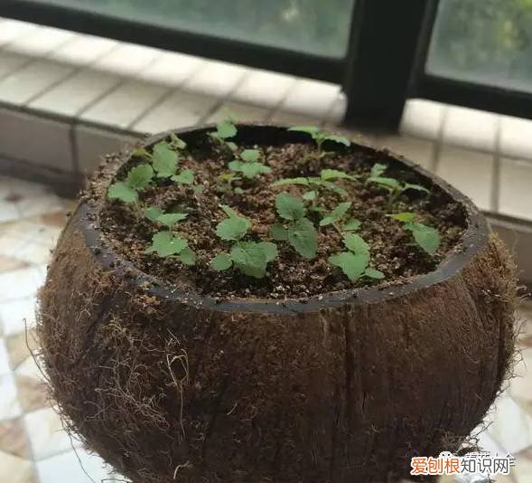 养花小技巧,轻松养,28个养花小绝技,学会你也是养花达人! 养啥都能活