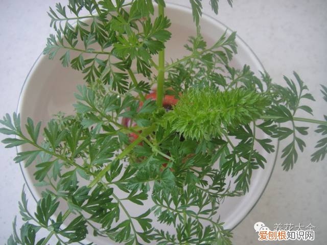 养花小技巧,轻松养,28个养花小绝技,学会你也是养花达人! 养啥都能活