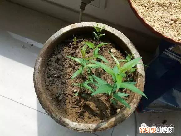 养花小技巧,轻松养,28个养花小绝技,学会你也是养花达人! 养啥都能活