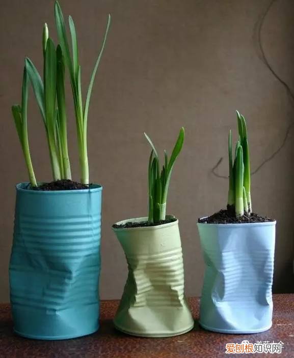养花小技巧,轻松养,28个养花小绝技,学会你也是养花达人! 养啥都能活