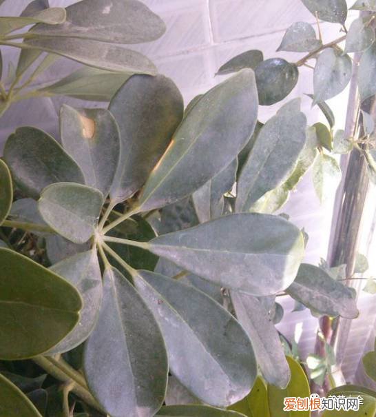 养花小技巧,轻松养,28个养花小绝技,学会你也是养花达人! 养啥都能活