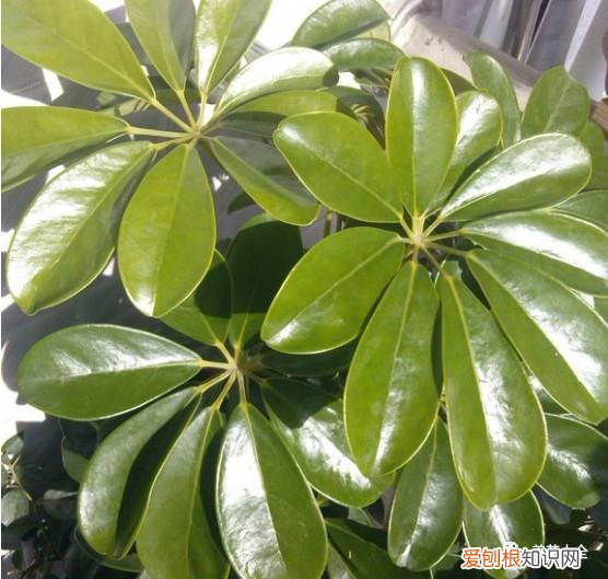 养花小技巧,轻松养,28个养花小绝技,学会你也是养花达人! 养啥都能活