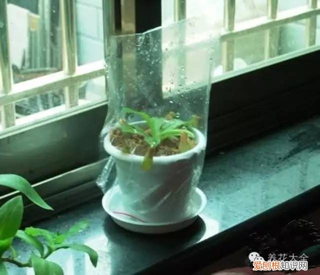 养花小技巧,轻松养,28个养花小绝技,学会你也是养花达人! 养啥都能活