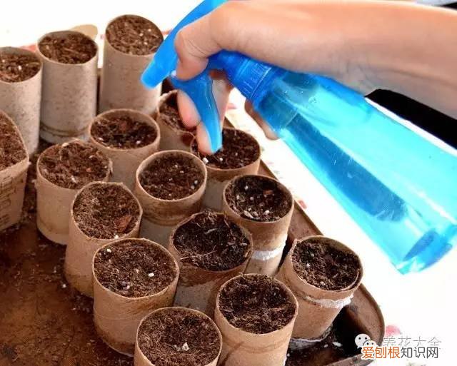养花小技巧,轻松养,28个养花小绝技,学会你也是养花达人! 养啥都能活