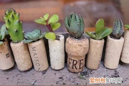 养花小技巧,轻松养,28个养花小绝技,学会你也是养花达人! 养啥都能活