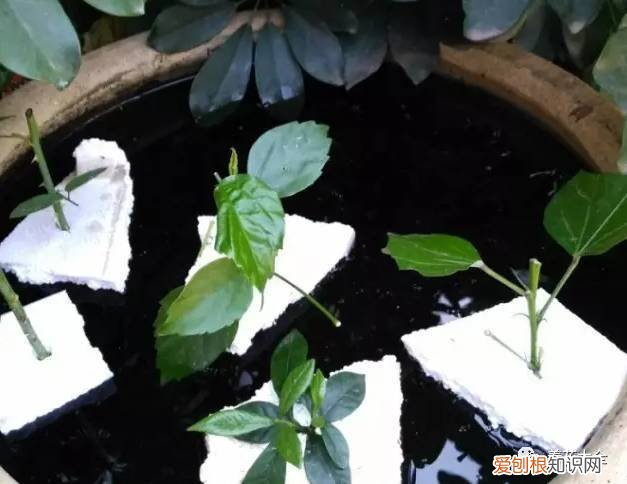 养花小技巧,轻松养,28个养花小绝技,学会你也是养花达人! 养啥都能活