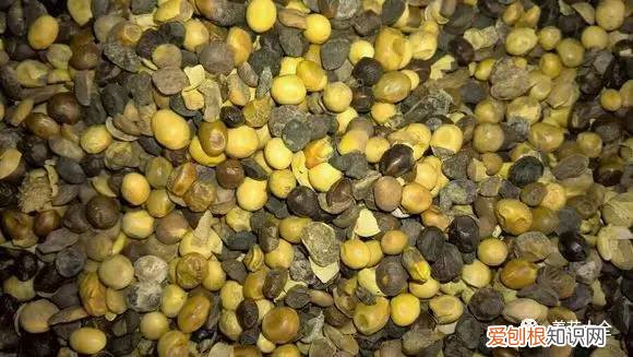 养花小技巧,轻松养,28个养花小绝技,学会你也是养花达人! 养啥都能活