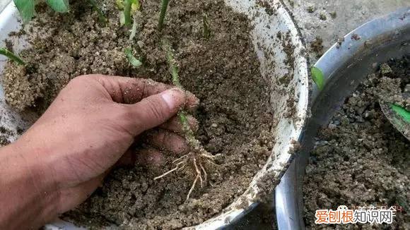 养花小技巧,轻松养,28个养花小绝技,学会你也是养花达人! 养啥都能活