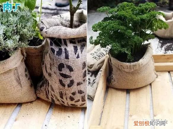 养花小技巧,轻松养,28个养花小绝技,学会你也是养花达人! 养啥都能活