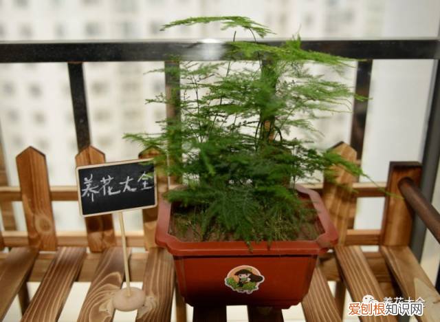 养花小技巧,轻松养,28个养花小绝技,学会你也是养花达人! 养啥都能活