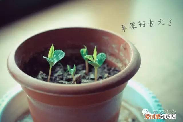 养花小技巧,轻松养,28个养花小绝技,学会你也是养花达人! 养啥都能活