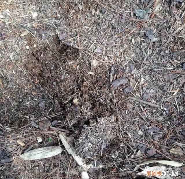 养花小技巧,轻松养,28个养花小绝技,学会你也是养花达人! 养啥都能活