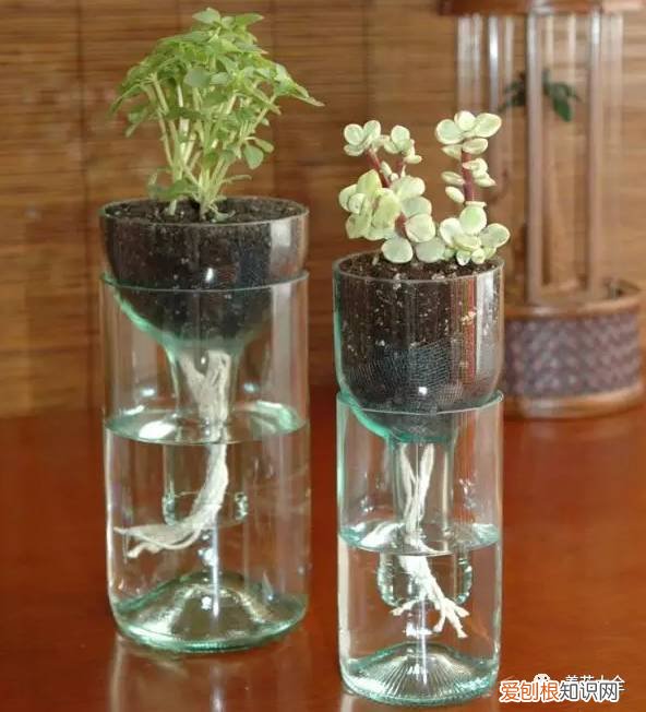 养花小技巧,轻松养,28个养花小绝技,学会你也是养花达人! 养啥都能活