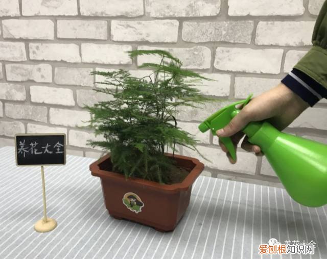 养花小技巧,轻松养,28个养花小绝技,学会你也是养花达人! 养啥都能活