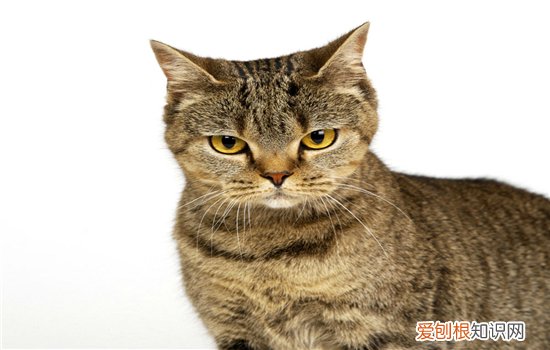 猫吃生肉会变凶吗 吃生肉真的会影响猫咪的性格吗