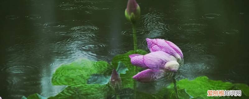 小雨转多云是不是晚上不下雨了呢 小雨转多云是不是晚上不下雨了