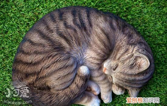 猫咪突然改变睡觉的地方 猫咪行为突变需要铲屎官特别关注