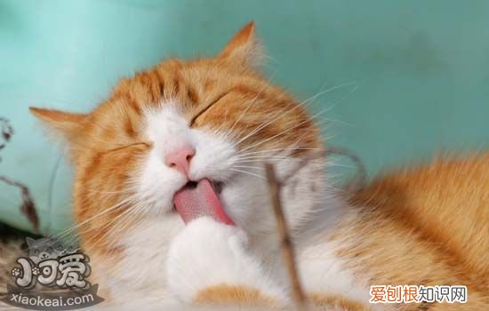 猫咪突然改变睡觉的地方 猫咪行为突变需要铲屎官特别关注