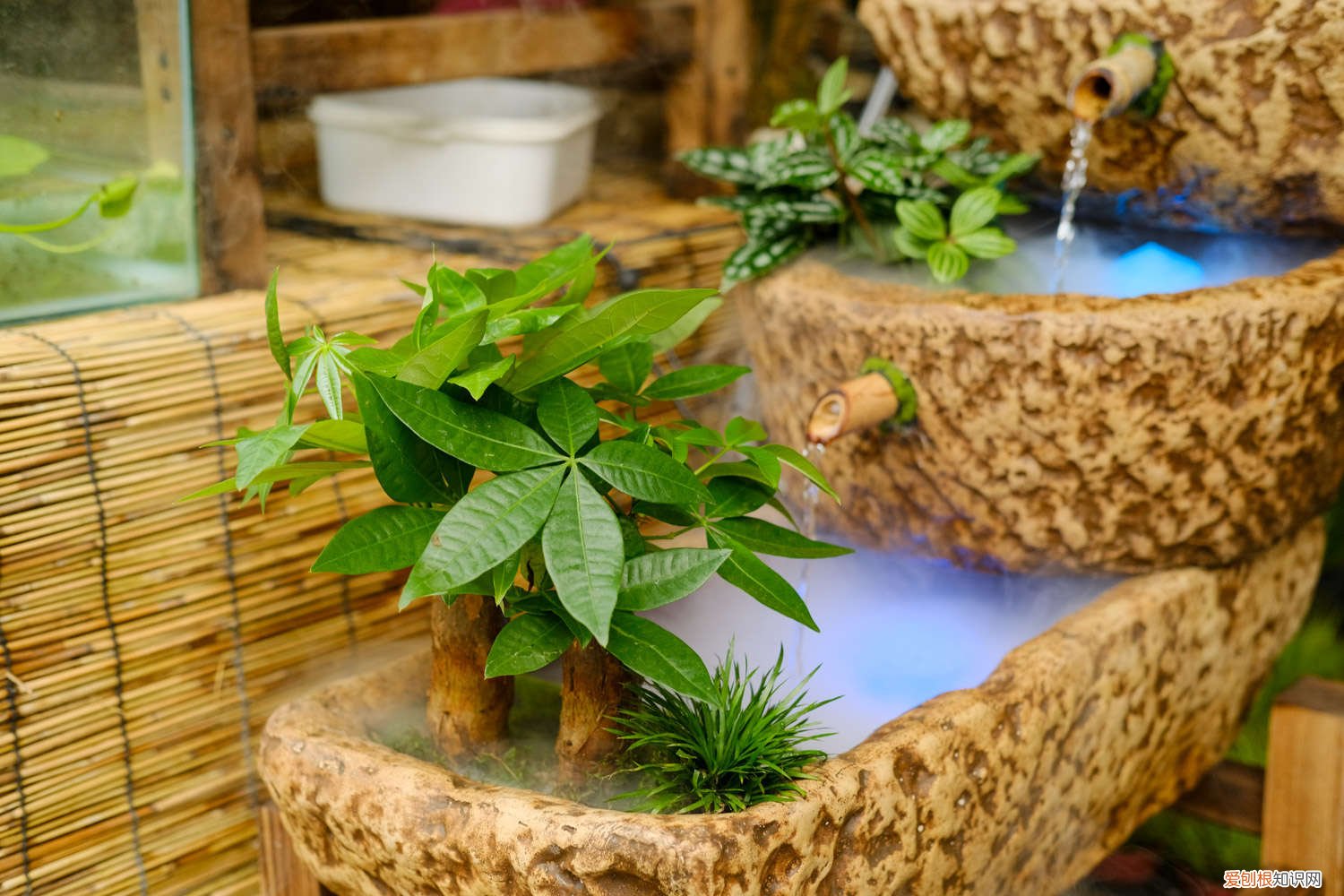 发财树如何修剪? 发财树如何修剪