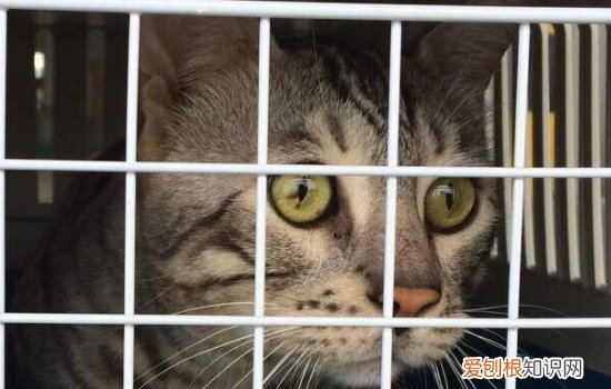 一直养在家的猫会得猫瘟吗,猫在家不出门会得猫瘟吗,一直不在家的猫会得猫瘟吗