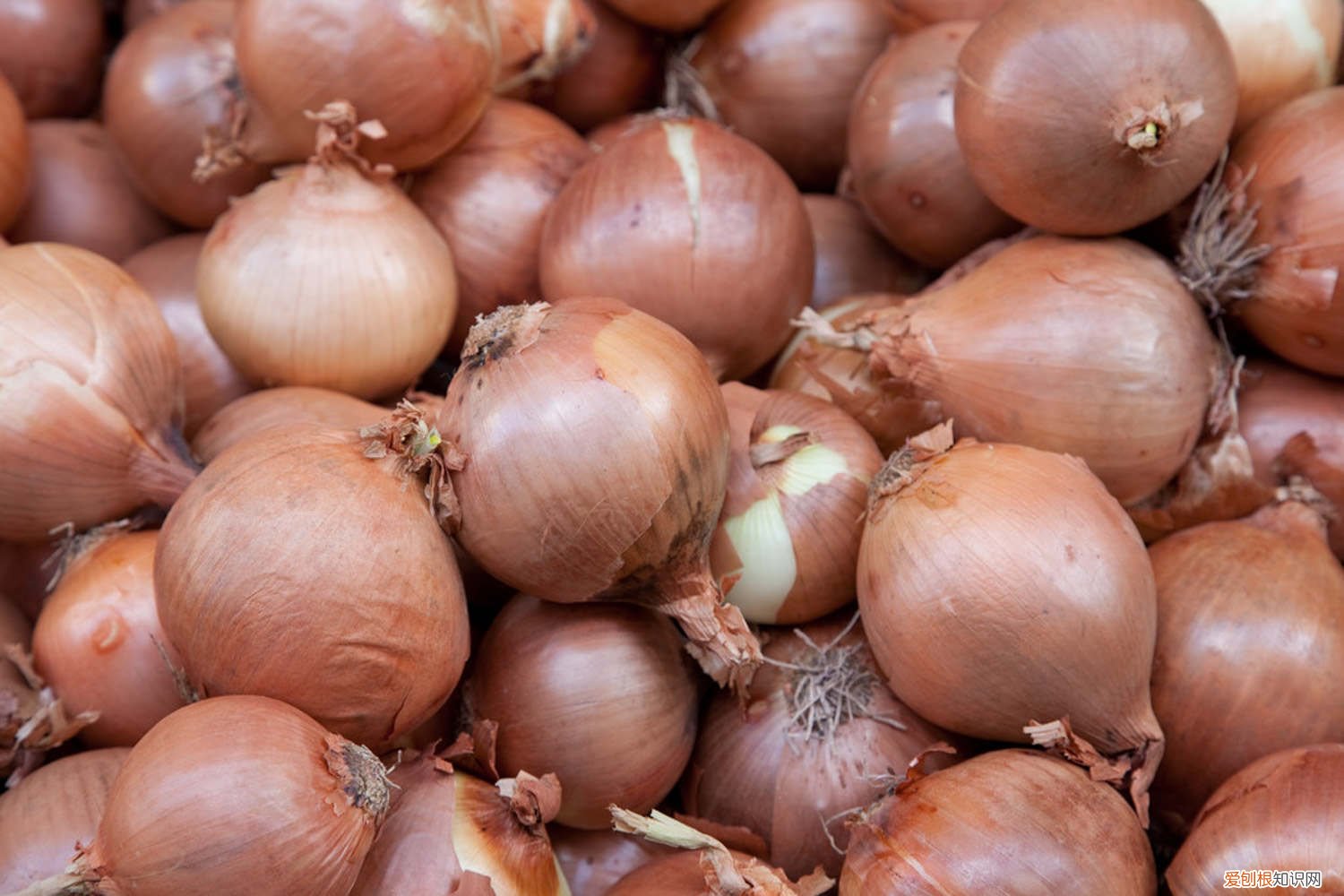 水培洋葱的方法图片 水培洋葱的方法