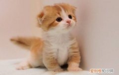 小猫刚到家先笼养 不要以为笼养就是虐待