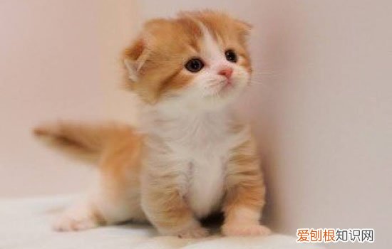 小猫刚到家先笼养 不要以为笼养就是虐待