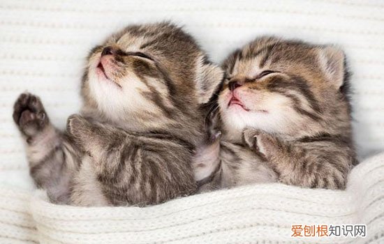 小猫刚到家先笼养 不要以为笼养就是虐待