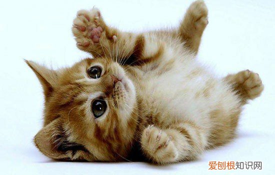 猫生闷气的表现 主人赶紧哄哄猫咪吧