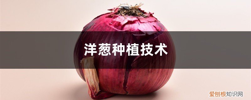 洋葱种植图片欣赏 洋葱种植技术,洋葱图片