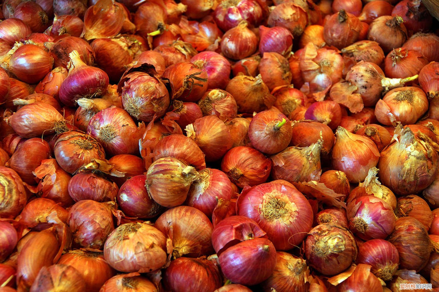 洋葱种植图片欣赏 洋葱种植技术,洋葱图片