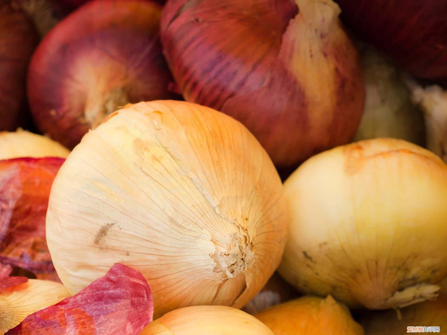 洋葱种植图片欣赏 洋葱种植技术,洋葱图片