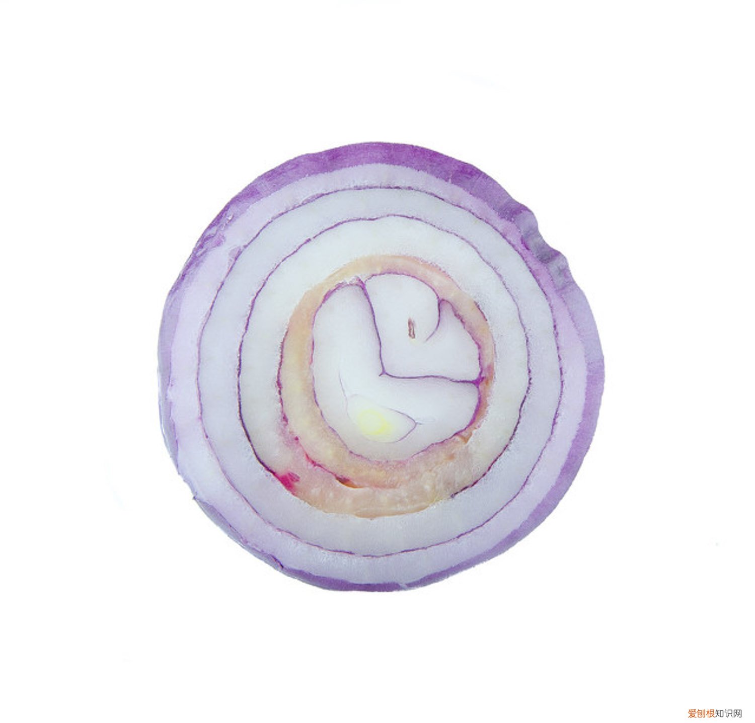 洋葱种植图片欣赏 洋葱种植技术,洋葱图片