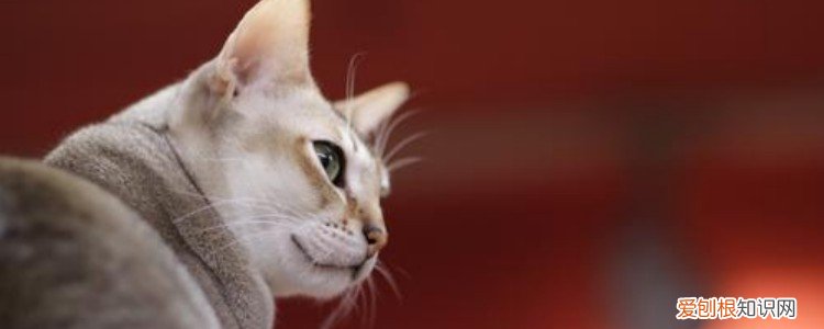 猫咪拉屎去臭快速办法,猫咪拉屎特别丑房间怎么处理,猫拉屎很臭怎么除臭