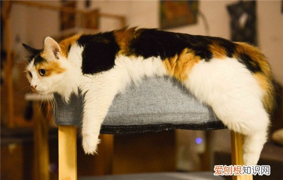 猫咪冷知识大全 你不知道的关于猫咪的那些事!