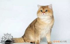 猫咪冷知识大全 你不知道的关于猫咪的那些事！