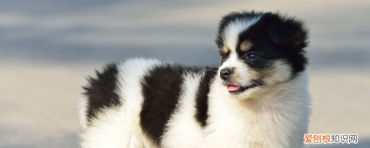 狗的视力如何 是人类视力的四分之三!