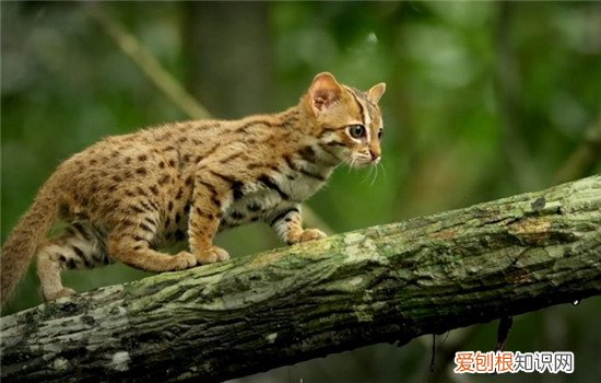 锈斑豹猫是什么猫 锈斑豹猫体型小但本领不小