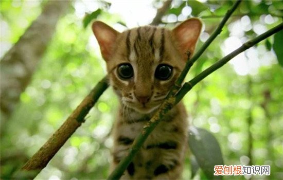 锈斑豹猫是什么猫 锈斑豹猫体型小但本领不小