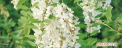 槐花怎么晒干 怎么晒槐花