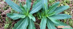 七七芽怎样晒干制作茶 七七芽能晒干泡水喝吗